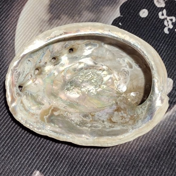 Small Abalone Seashell - Picture 1 of 4